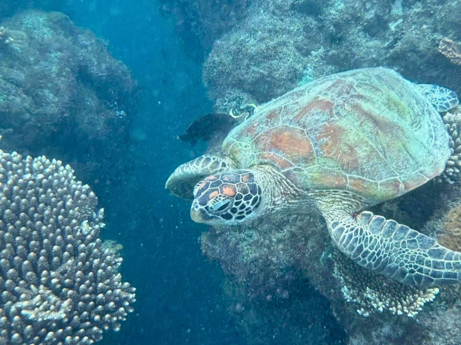 Turtle and Great Barrier Reef